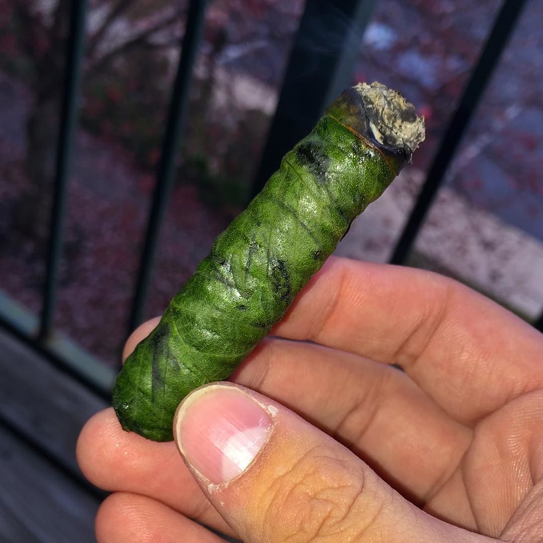 a smoked frodo hemp cigar